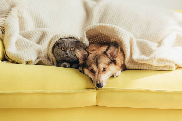 scottish fold cat and welsh corgi dog lying under blanket together on sofa 