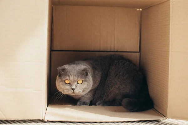 แมวขนสก อตพ บในกล องกระดาษแข — ภาพถ่ายสต็อก