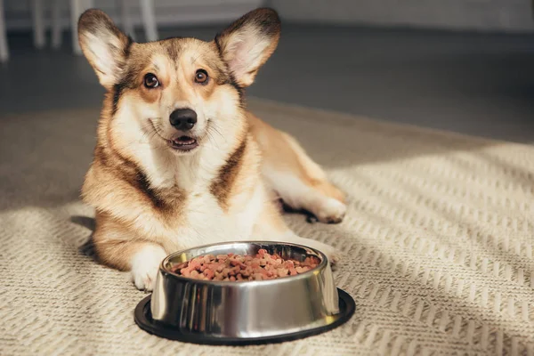 Pembroke Welsh Corgi Lying Floor Bowl Full Dog Food — Stock Photo, Image