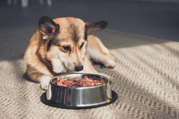 Ουαλλέζικο Corgi Ξαπλωμένο Στο Πάτωμα Μπολ Γεμάτο Τρόφιμα Σκυλιών — Φωτογραφία Αρχείου