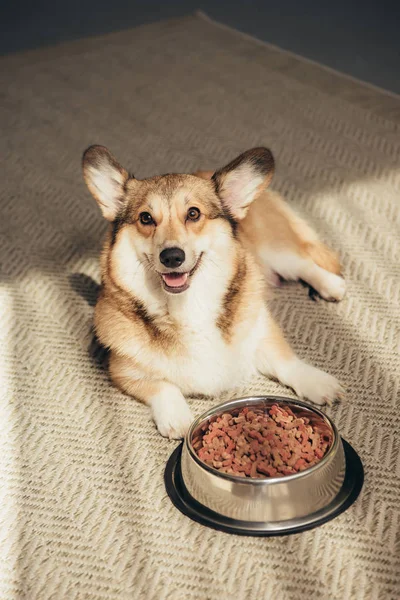 Lurviga Pembroke Walesisk Corgi Liggande Golvet Nära Skål Full Hundmat — Stockfoto