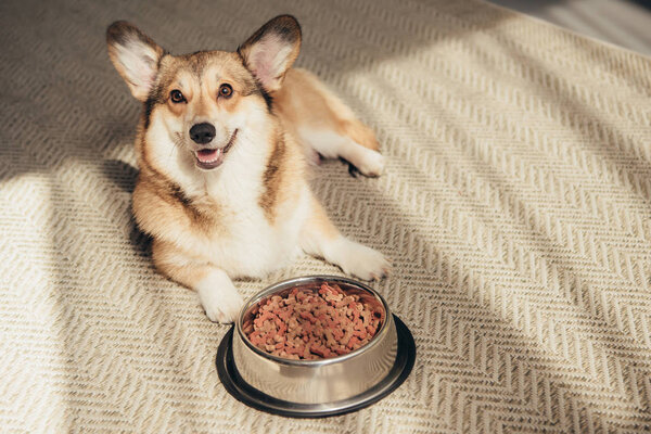 Cute Welsh Corgi lying on floor with bowl full of dog food