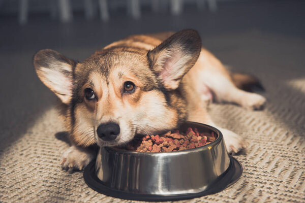 Upset Pembroke Welsh Corgi lying on bowl full of dog food