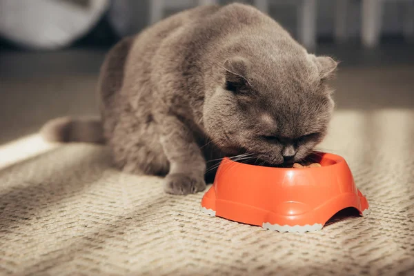 Escocés Plegable Gato Comer Rojo Bowl —  Fotos de Stock