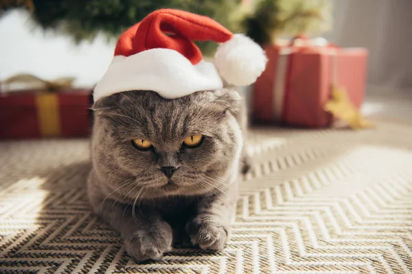 https://st4.depositphotos.com/12985790/21258/i/600/depositphotos_212583218-stock-photo-grey-scottish-fold-cat-santa.jpg