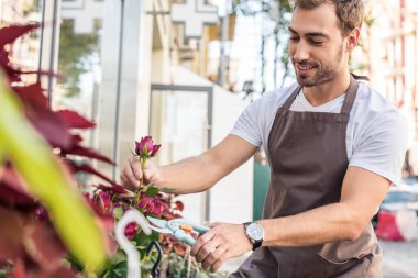 handsome florist cutting burgundy rose with pruner near flower shop clipart