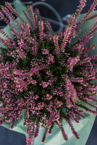 top view of beautiful potted blooming salvia on table in flower shop