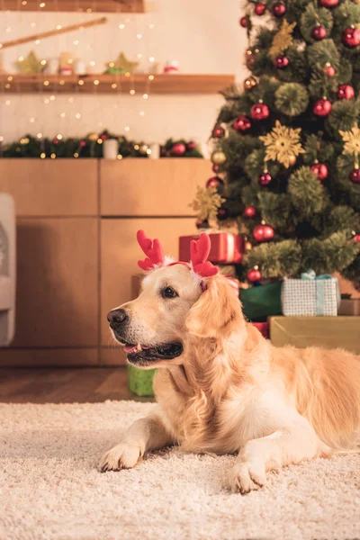 funny golden retriever dog in deer horns lying near christmas tree with presents