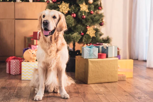 Engraçado Golden Retriever Cão Sentado Perto Árvore Natal Com Caixas — Fotografia de Stock