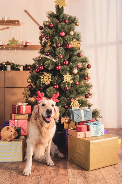 Golden Retriever Cão Chifres Veado Sentado Perto Árvore Natal Com — Fotografia de Stock