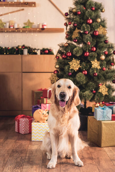 golden retriever dog sitting near christmas tree with gift boxes