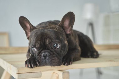 close-up view of adorable black french bulldog lying on wooden table in new home clipart