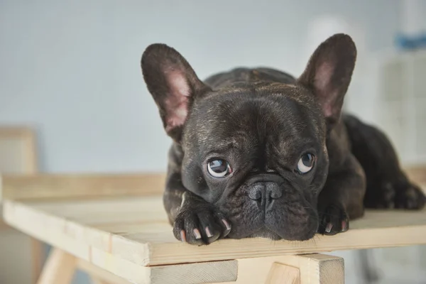 特写视图的可爱的黑色法国斗牛犬躺在木桌上 — 图库照片