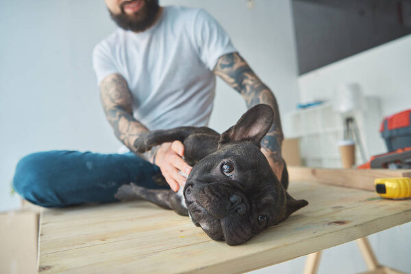 partial view of tattooed man playing with french bulldog on wooden surface in new apartment