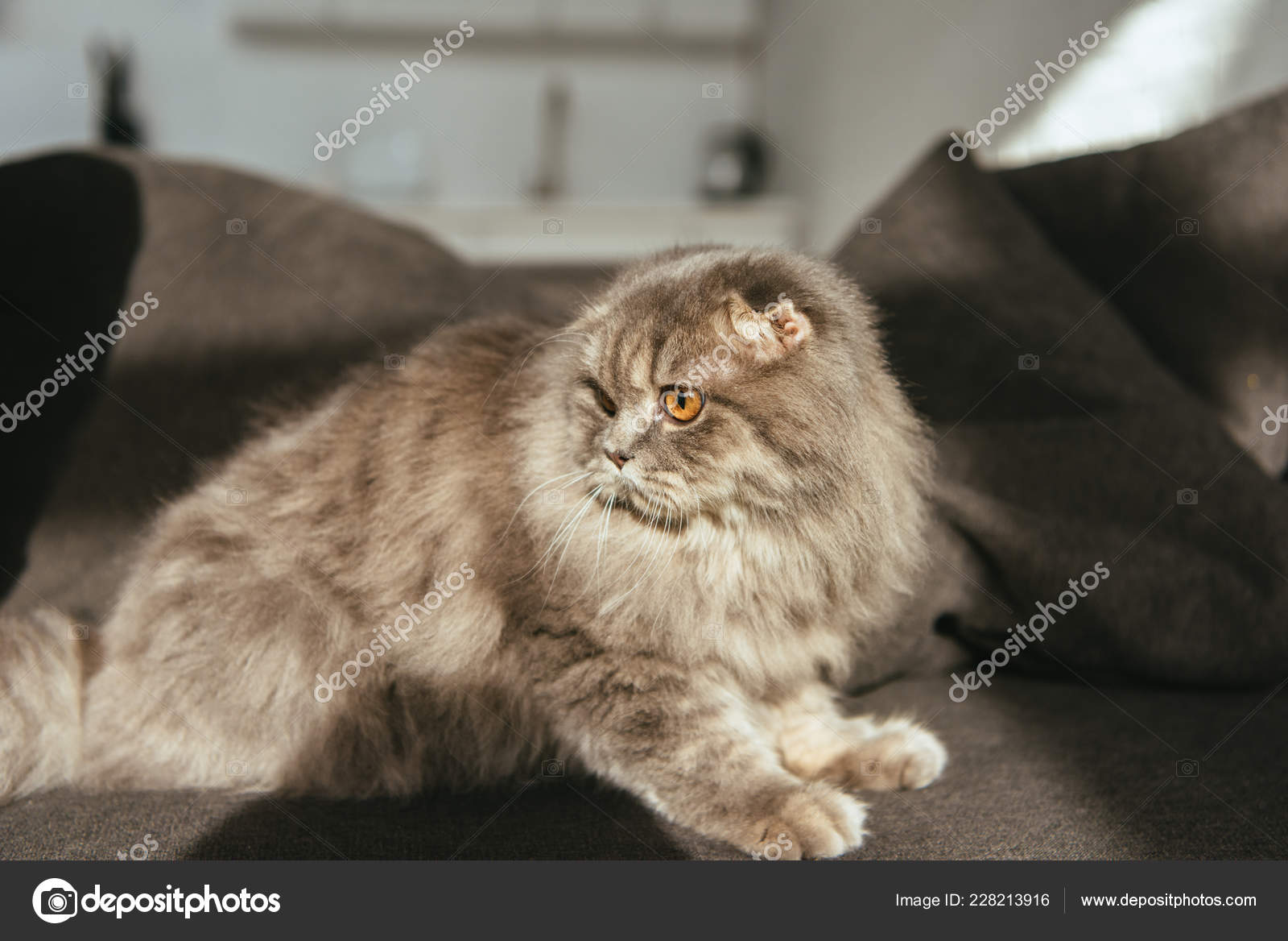 Selective Focus Adorable Grey British Longhair Cat Sofa Stock Photo Image By C Allaserebrina Selective Focus Adorable Grey British Longhair Cat Sofa Stock Photo Image By C Allaserebrina