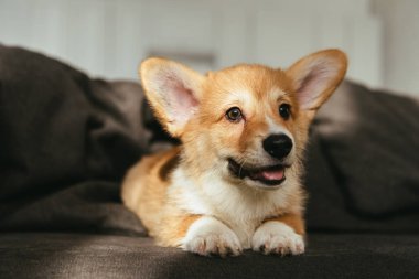 Galce corgi köpek evde koltukta oturan görünümünü kapat