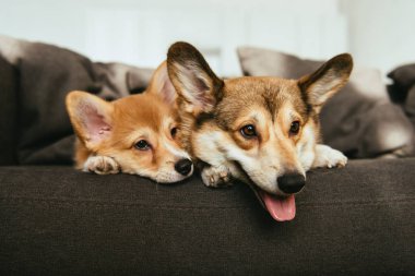 close up view of welsh corgi dogs laying on sofa at home clipart