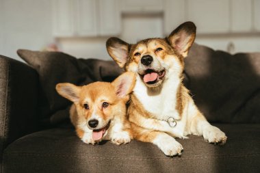 adorable welsh corgi dogs sitting on sofa under sunlight at home clipart