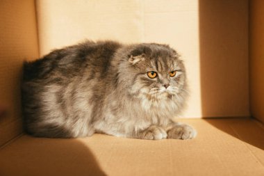 güneş ışığı ile karton kutu içinde şirin İngiliz longhair kedi