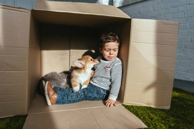 şirin kedi ve köpek güneş ışığı altında karton kutu içinde oturan çocuk 