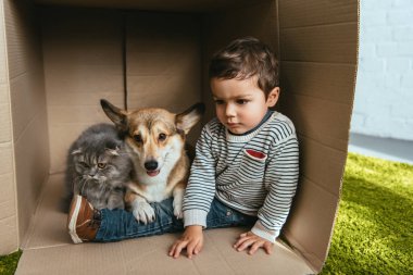 Çocuk çok güzel corgi ve karton kutunun içinde oturan İngiliz longhair kedi