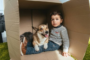 çok güzel corgi ve karton kutunun içinde oturan İngiliz longhair kedi sevimli küçük çocuk