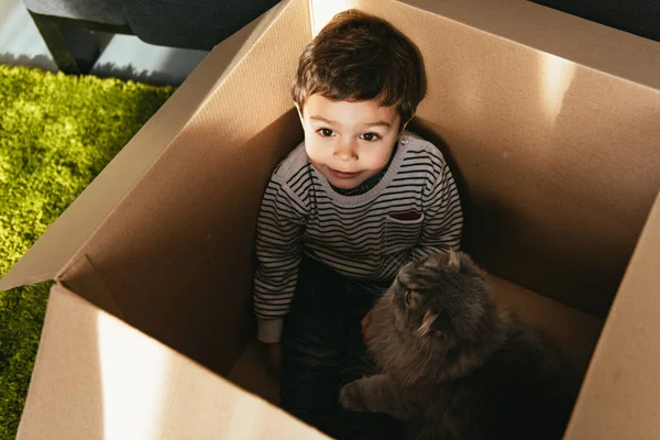 cheerful little boy and british longhair cat in cardboard box at home