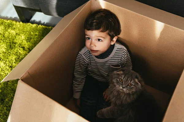 Vysoký Úhel Pohledu Rozkošný Malý Chlapec Britská Dlouhosrstá Kočka Krabici — Stock fotografie