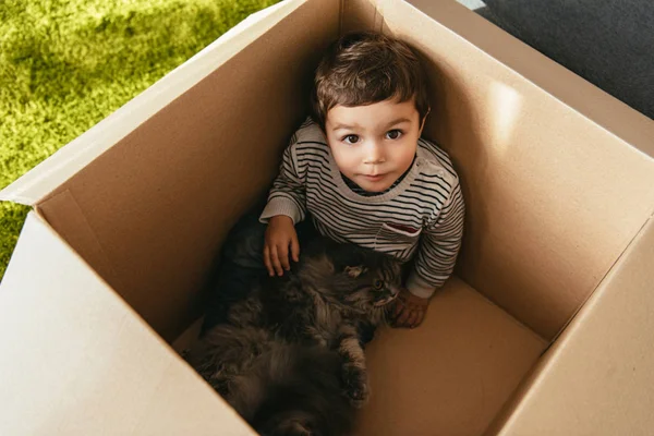 High Angle View Cute Little Kid British Longhair Cat Sitting — Stock Photo, Image