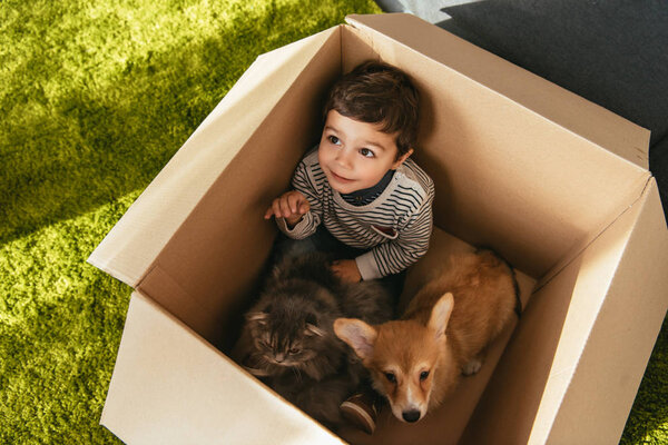 high angle view of smiling little boy with cute corgi and british longhair sitting in cardboard box
