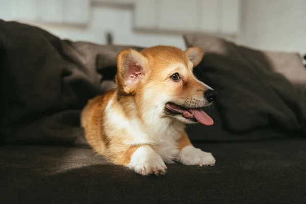 Welsh Corgi Pembroke Puppy Duduk Sofa Rumah — Stok Foto