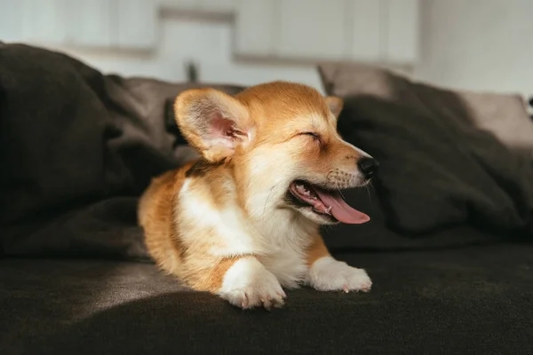 Adorável Galês Corgi Pembroke Cachorro Sentado Sofá Casa — Fotografia de Stock