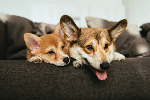 close up view of welsh corgi dogs laying on sofa at home