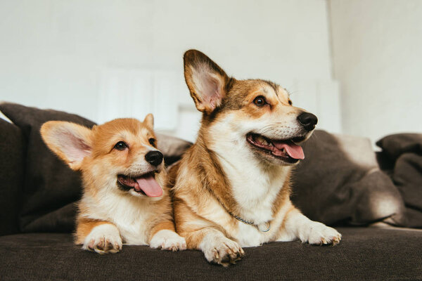 welsh corgi dogs sitting on sofa in living room at home