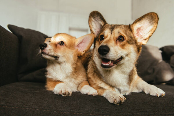 cute welsh corgi dogs sitting on sofa in living room at home