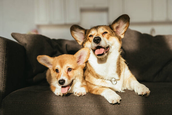 adorable welsh corgi dogs sitting on sofa under sunlight at home