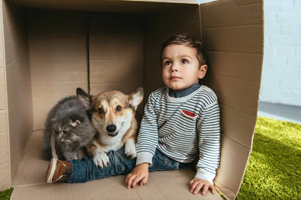 Little Boy Welsh Corgi Pembroke British Longhair Cat Sitting Cardboard — Stock Photo, Image