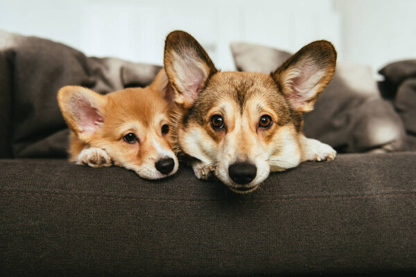 Retrato de dos adorables perros corgi galeses acostados en el sofá en casa — Imagen de stock Retrato Dos Adorables Perros Corgi Galeses Acostados Sofá Casa Fotos De Stock