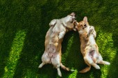 Blick von oben auf zwei welsche Corgi-Hunde, die auf grünem Rasen liegen