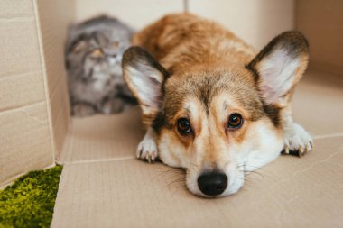 şirin Galce corgi pembroke ile İngiliz longhair kedi karton kutu içinde döşeme görünümünü kapat