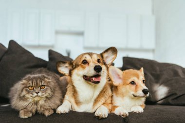 Galce corgi köpek ve İngiliz longhair kedi evde kanepe