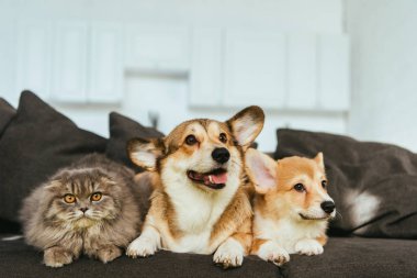 welsh corgi dogs and british longhair cat on sofa at home clipart