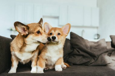 close up view of welsh corgi dogs on sofa in living room at home clipart