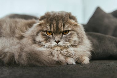 İngiliz longhair kedi evde kanepede döşenmesi portresi