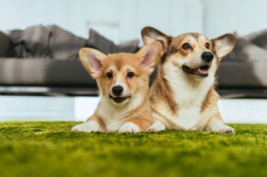 selective focus of two cute welsh corgi dogs laying on green lawn at home clipart