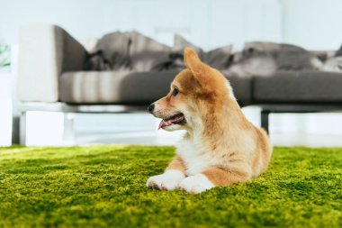 evde oturma odasında yeşil çim üzerinde oturan Galce corgi pembroke