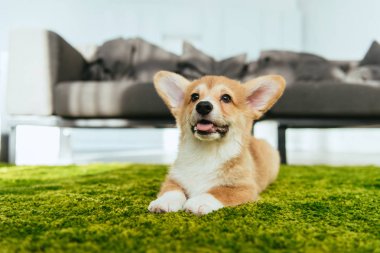 seçici odak evde oturma odasında yeşil çim üzerinde oturan bir Galce corgi Pembroke