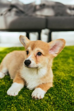 evde oturma odasında yeşil çim üzerinde oturan sevimli Galce corgi pembroke