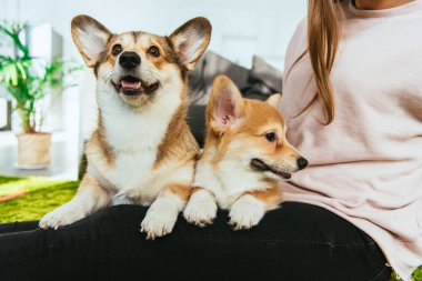 Galce corgi köpek evde oturan kadın kısmi görünümünü