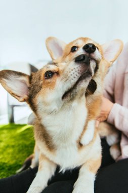 Galce corgi köpek evde oturan kadın kırpılmış görüntü